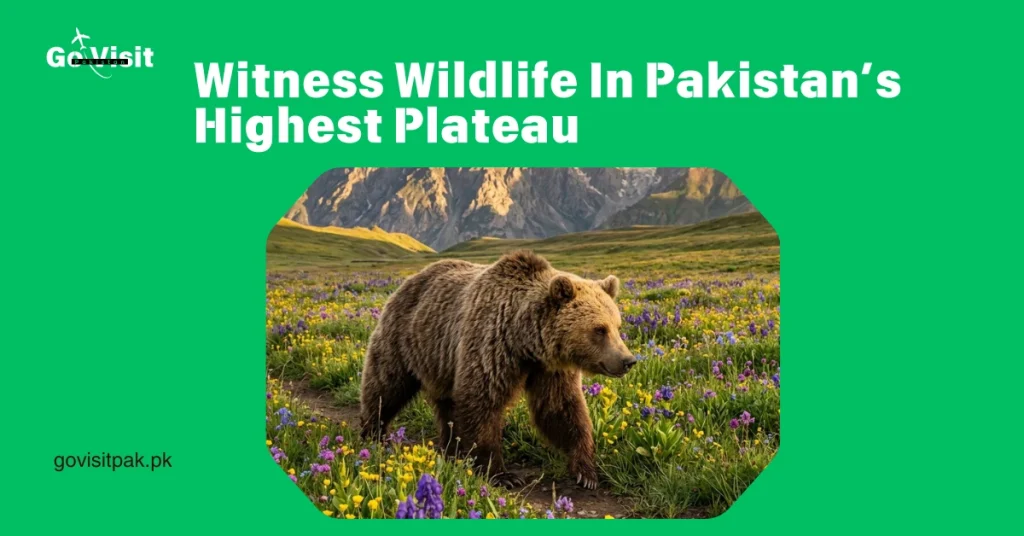 Deosai National Park Pakistan highlighting Himalayan brown bears, wildlife and high altitude grasslands